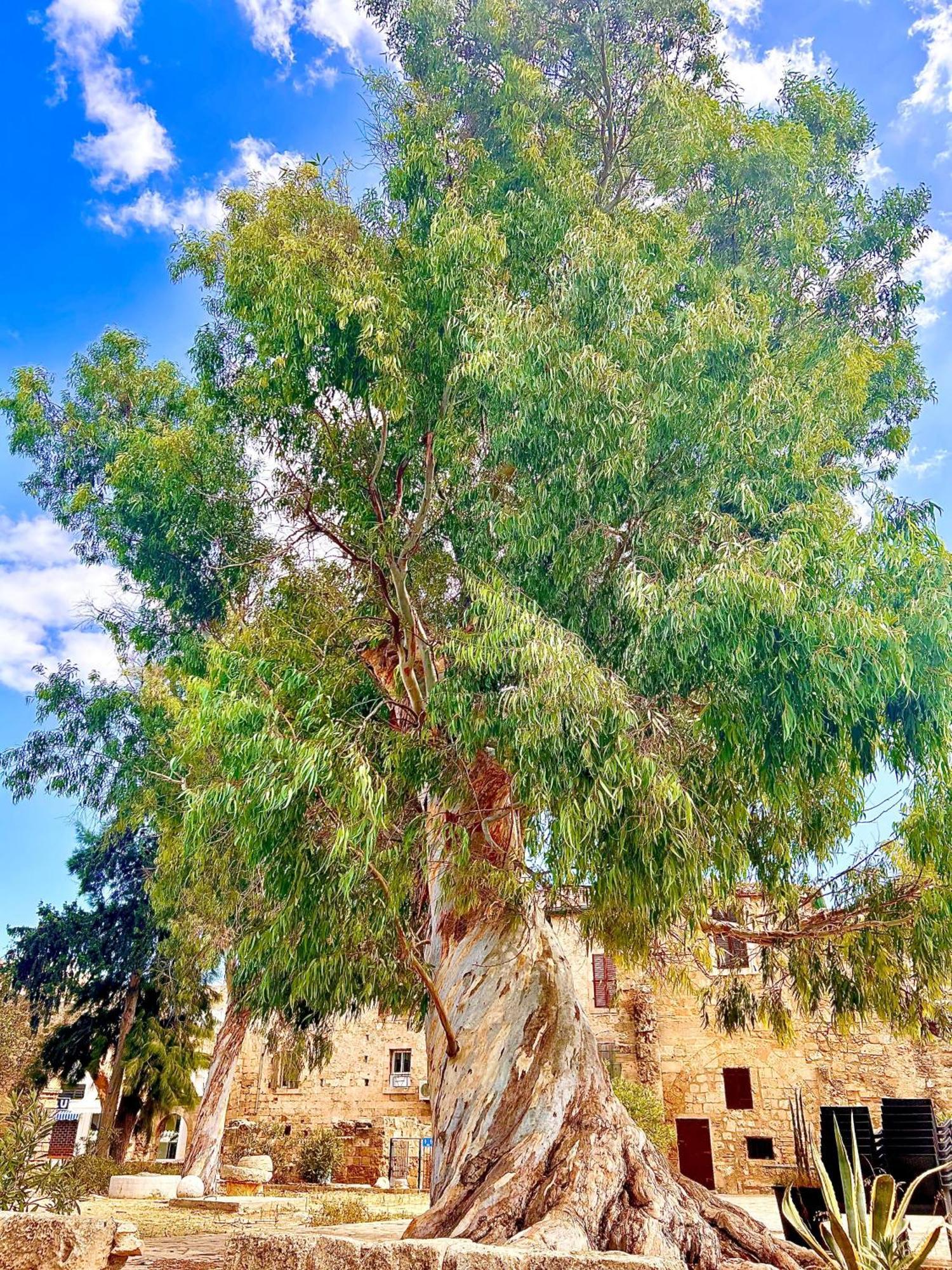 Royal Goddess Guest House, Walled City Famagusta  Esterno foto